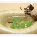 성빈센트 드뽈수녀회 이미지