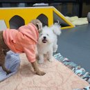 댕바이댕 이미지