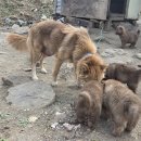 소백산불개 자견 분양 이미지