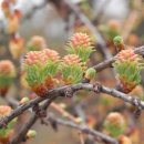 낙엽송식당 이미지