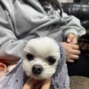 띵동 이미지