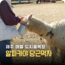 파란목장 | 제주 애월 3월 가볼만한 곳 통나무파크 도치돌 알파카 목장