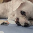 봉자쿠키 이미지