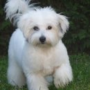 꼬동이네 이미지