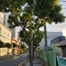 [바담코다리 학장점] 사상구 시래기코다리맛집 추천