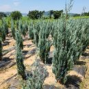 골든엔젤 이미지