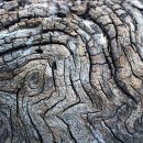 6천 년 전 땅에 묻힌 나무, 한강에서 발견…돈으로 환산할 수 없는 이유 이미지
