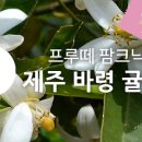 지금우리피크닉제주