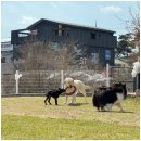 애견카페왕 이미지