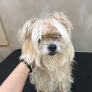 꼬맹이그루밍 이미지