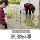 평택 연이랑명주랑 농촌체험 모내기 체험 방문 미취학 7살 솔직 후기