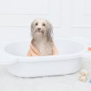 댕댕이애견 이미지