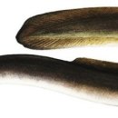 풍천장어 이미지