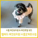 옐레드 시흥은계호수점 | 시흥 애견유치원 옐레드 시흥은계호수점에 겁쟁이 말티푸 자몽이 첫 등원
