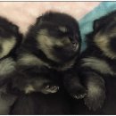 쇼독동물병원 이미지