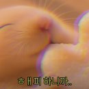 햄찌월드