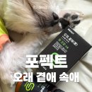 곁애 | 포펙트 오래곁애 강아지유산균 후기, 꾸준히 먹여본 솔직 변화