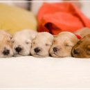 초이스외과동물병원 이미지