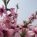 고향의 봄 이미지