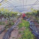 쌍림농장 이미지