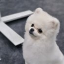 나래애견미용 네이버블로그