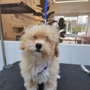 몽그라미펫 이미지