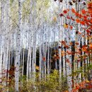 가을을 속삭이는 자작나무 숲 이미지