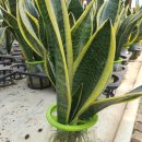 정만농장 이미지