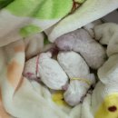 리틀파우스 이미지