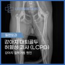 CU강릉고려병원점 | [ 강릉동물병원 ] 엑스레이 판독으로 알아본 강아지 절뚝거림 원인은?강아지 대퇴골두 수술 후기