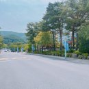 웰리힐리파크 액티비티 루지 짚라인 사계절썰매