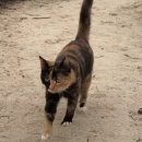 개냥이 세계 이미지