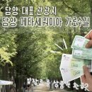 영신숲 외 가로수길 | 담양 메타세쿼이아 가로수길 입장료부터 산책 후기까지｜담양 가볼만한곳 추천