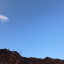 [일원1] 사진작가로 데뷔하기 | 전라남도 2026 광양매화축제 실시간 개화율 포토존 먹거리 후기