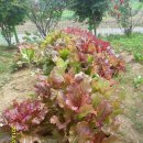 샬롬당구장 이미지