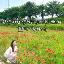 광양 서천 양귀비 금계국 버베나 수레국화 꽃구경 가볼만한 곳