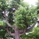 예림초등학교 이미지