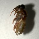 바로아 응애(Varroa mite)가 있는 꿀벌에 대한 자연 치료법 - 상표명 : 비 바이탈(Beevital)사용 벌집 청소 방법(옥살산(oxalic acid) 이미지