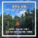 귤담길 | [제주도 여행] 제주도 감귤 체험 후기 :: 귤다방 / 독립서점 / 카페 / 체험 비용 / 감귤 택배