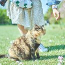 꽃냥이 이미지