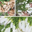 목포명가 | 총각김치 추천 목포명가김치 전라도 알타리김치 솔직 후기