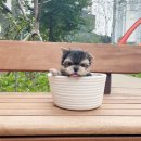 착한애견분양강아지 수원광교본점 이미지