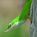 캐롤라이나아놀 도마뱀 [녹색도마뱀, Carolina anole (Anolis carolinensis)] 이미지