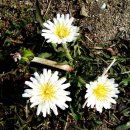 제주민들레 이미지