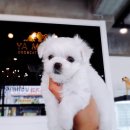 댕댕이 애견샵 이미지