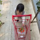 으뜸농장 | [속초]속초소야으뜸딸기 딸기체험 후기 - 매년 오고 싶은 곳