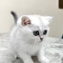 대전 고양이분양 퍼스트캣 대전점 이미지