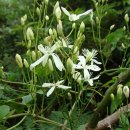 오름나그네 이미지