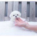 수정애견 이미지