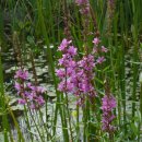 칠보중학교 이미지